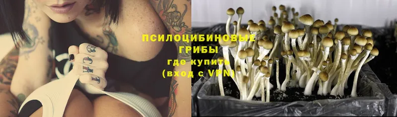 как найти   Полысаево  Галлюциногенные грибы Psilocybe 